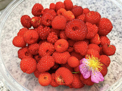 树莓野草莓特写