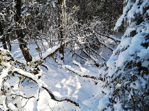 森林积雪