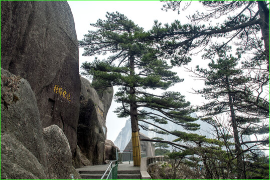 黄山松路