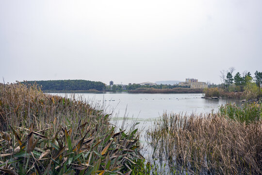 南京上秦淮生态湿地公园