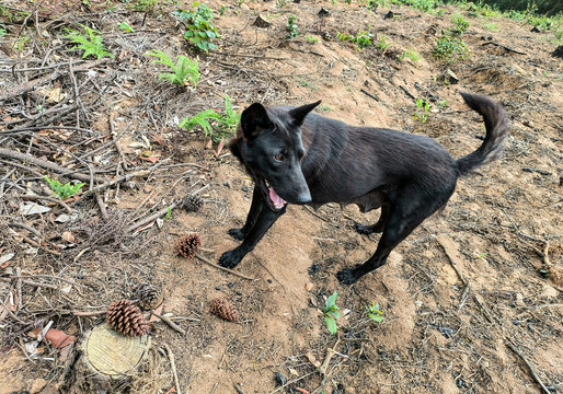 中华田园犬