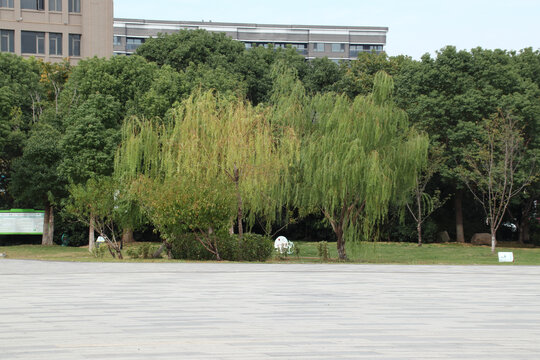 公园广场柳树