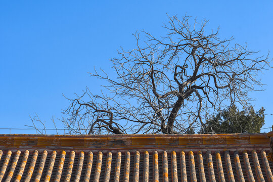 高墙大院