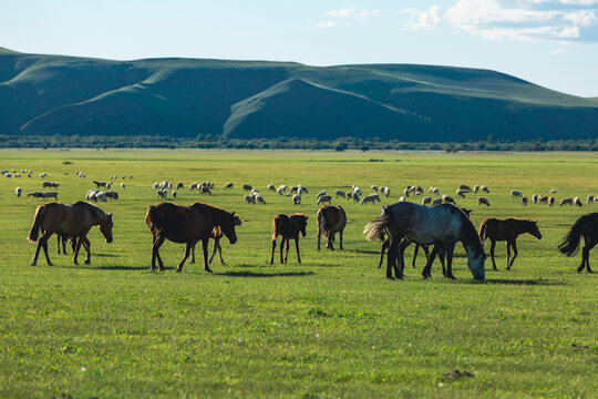 夏天草原牧场羊群马群