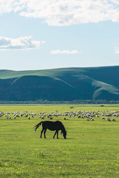 骏马羊群草原牧场