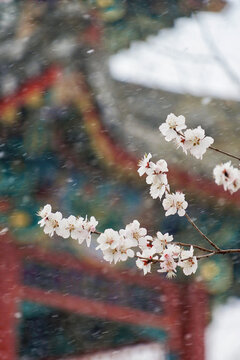 颐和园盛开桃花雪景