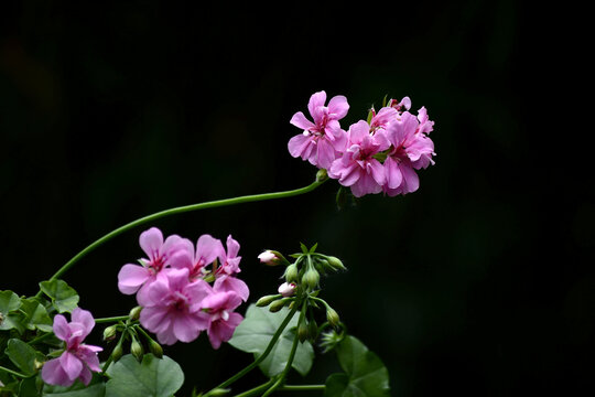 粉绣球花