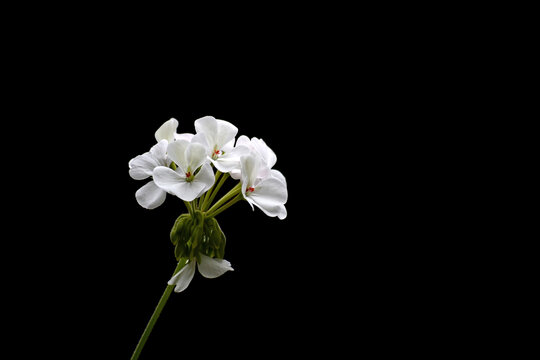 白绣球花