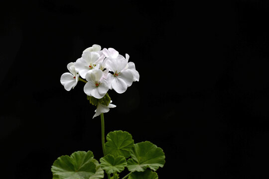 白绣球花