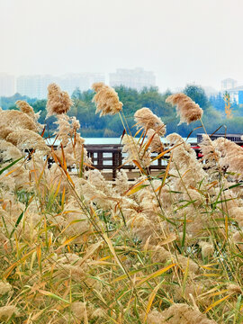 景色花图片大全 景色花设计素材 景色花模板下载 景色花图库 昵图网soso Nipic Com
