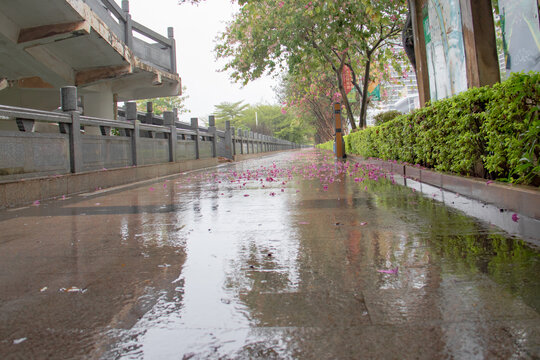雨天桥下拍摄紫荆花的路面