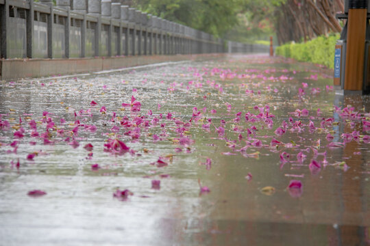 雨后铺满紫荆花的人行道