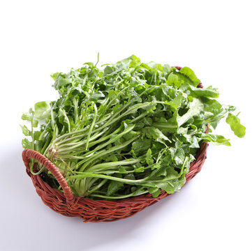 新鲜荠菜
