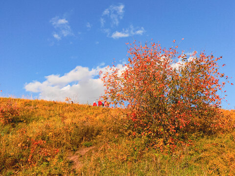 秋季草原树木蓝天白云