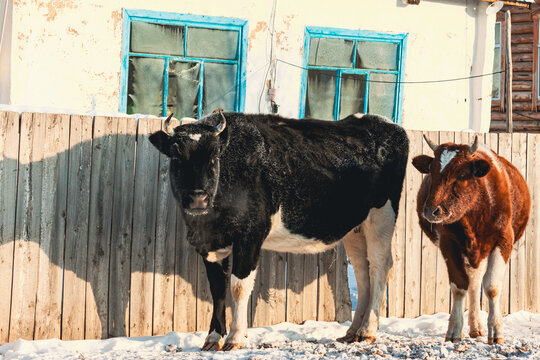 冬季窗前栅栏牛