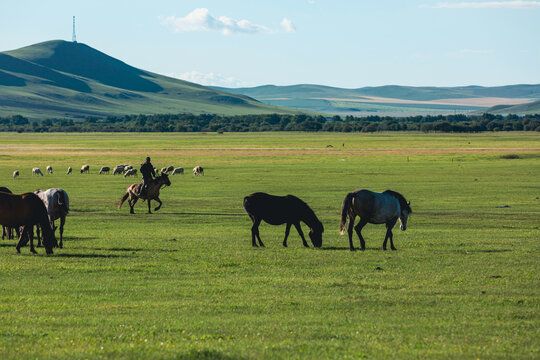 草原夏季骑马放牧