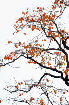 落叶的柿子树