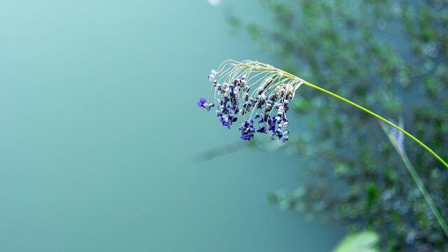 水边绝美的再力花水竹芋