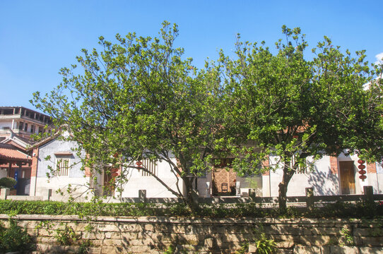 漳州古城房前树木