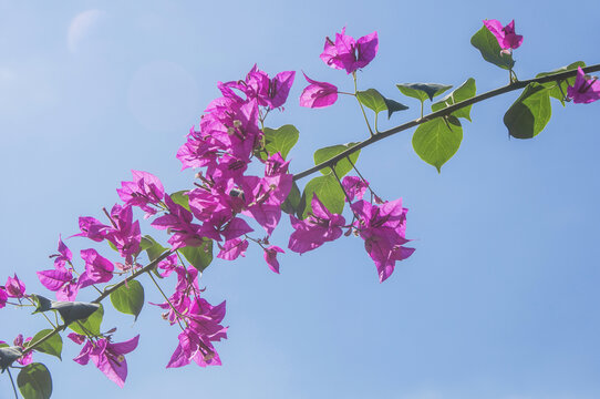 簕杜鹃洋红色花枝