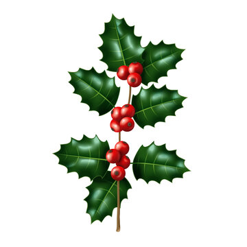 一枝圣诞叶树枝与红果渲染插图