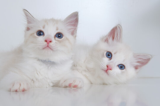 两只白色的小奶猫
