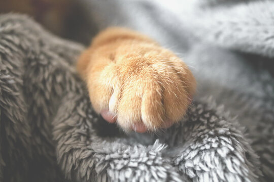 橘猫的猫爪