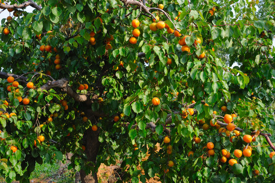 树上的黄杏
