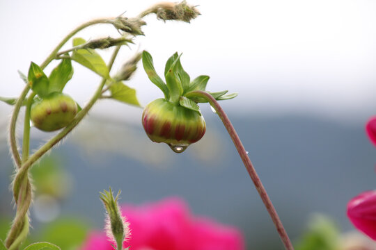 雨后挂水滴的花蕾