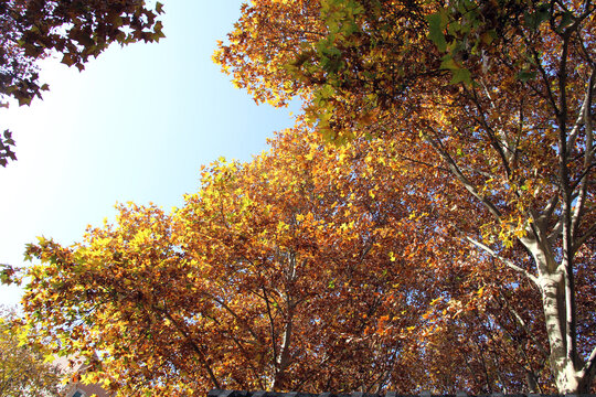 秋天金黄色的法桐树树冠
