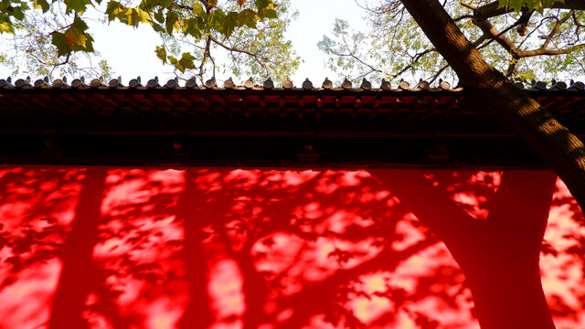 红墙梧桐树树叶倒影