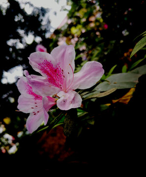 粉白色杜鹃花