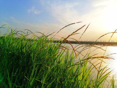 滹沱河生态湿地