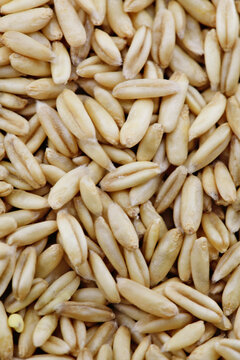 杂粮燕麦米