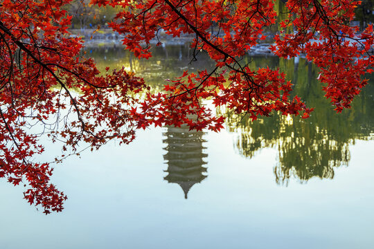 北京大学未名湖博雅塔枫树红叶