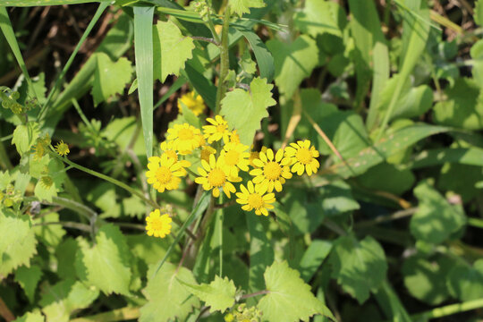 小菊花