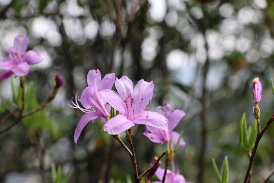 格桑花