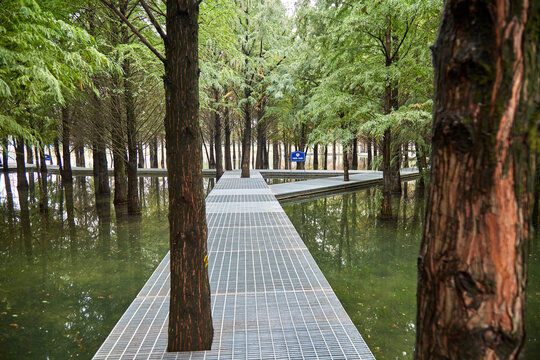 芜湖江东水生态公园红杉林