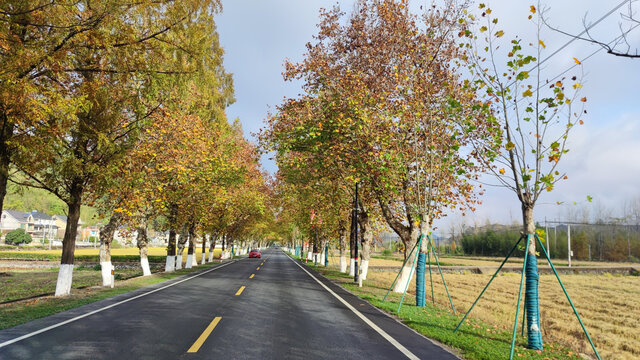 金色道路