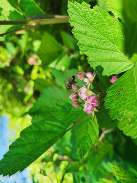 蜜蜂采蜜