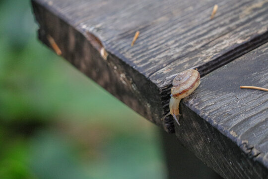 木头上面的蜗牛特写