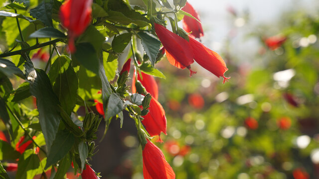 悬铃花灯笼花