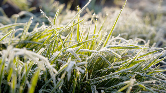 霜降打霜霜冻后的小草