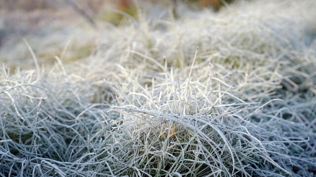 霜冻后的草