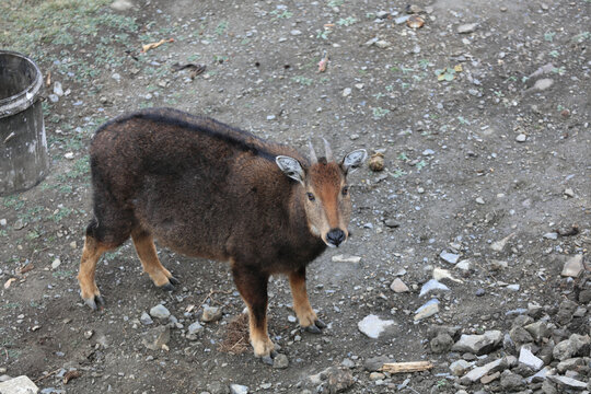 喜马拉雅野生动物斑羚