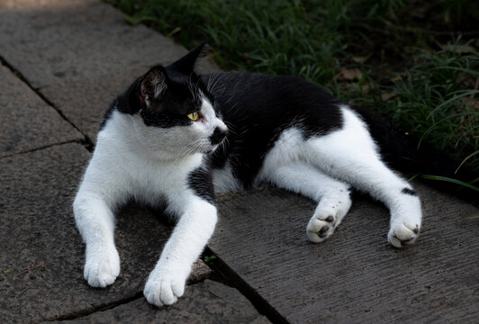 猫咪