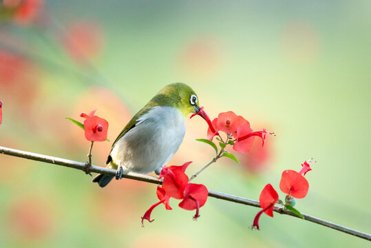 花鸟图