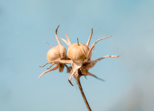 牵牛花果实