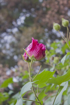 木芙蓉