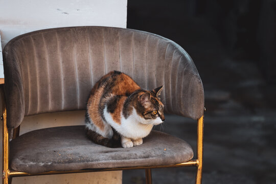 椅子上休息的猫